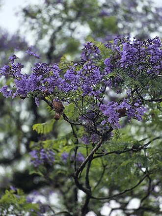 Jacaranda mimosifolia